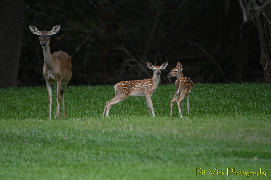 twin fawns