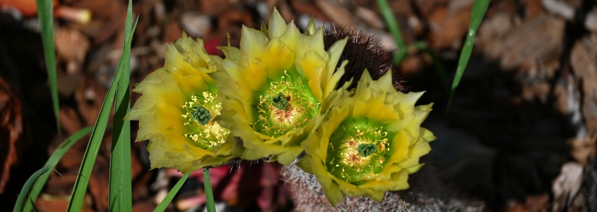 More Cacti Are Blossoming [Just Pictures]
